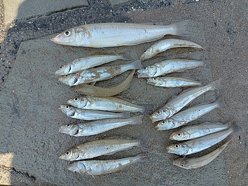 シロギスの釣果