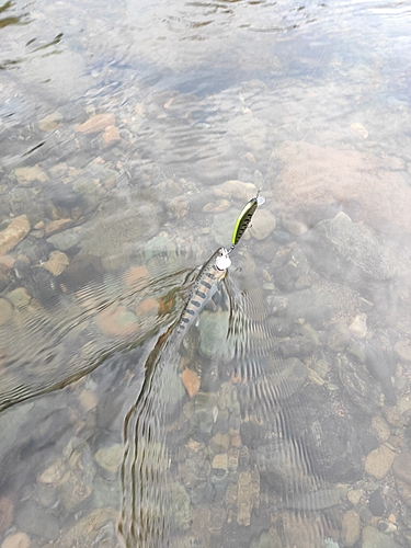 アマゴの釣果