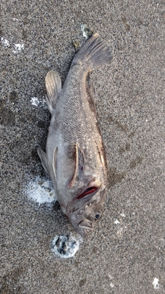 クロソイの釣果