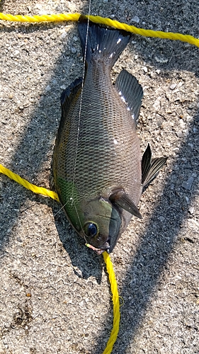 グレの釣果