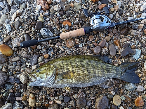 スモールマウスバスの釣果