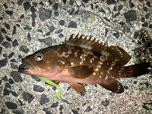 アコウの釣果