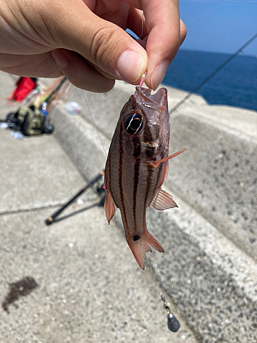 オオスジイシモチの釣果