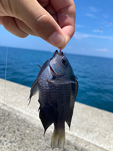 クロの釣果