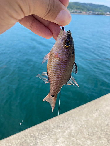 ネンブツダイの釣果