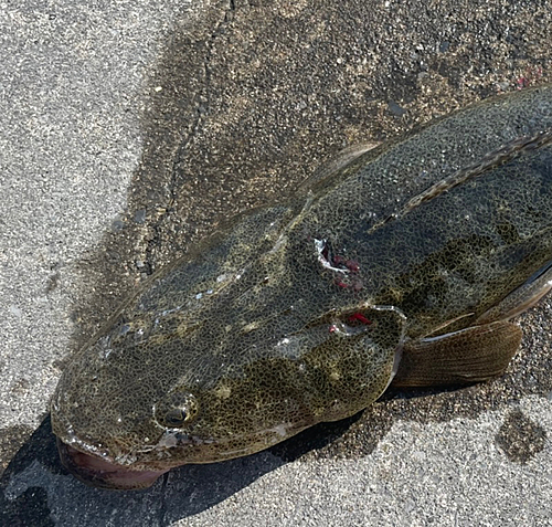 マゴチの釣果