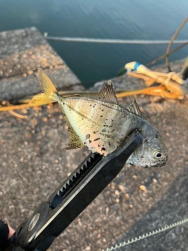 メッキの釣果