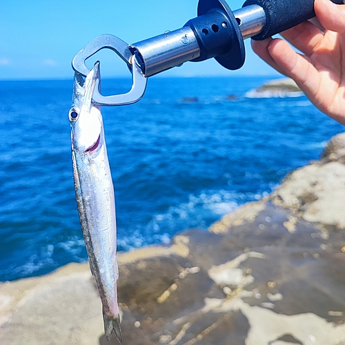 カマスの釣果