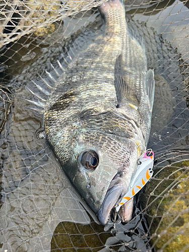 クロダイの釣果