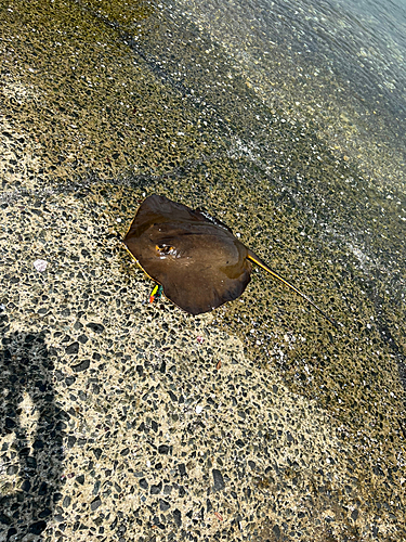 エイの釣果