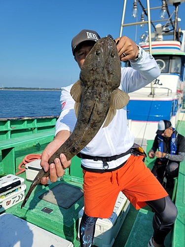 マゴチの釣果