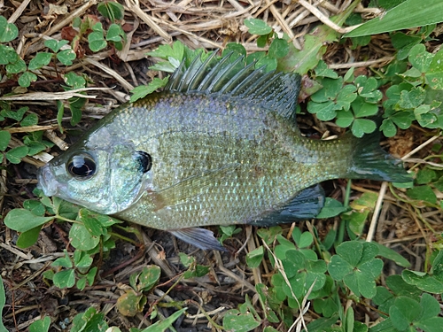 ブルーギルの釣果