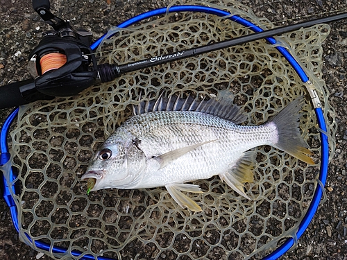 キビレの釣果