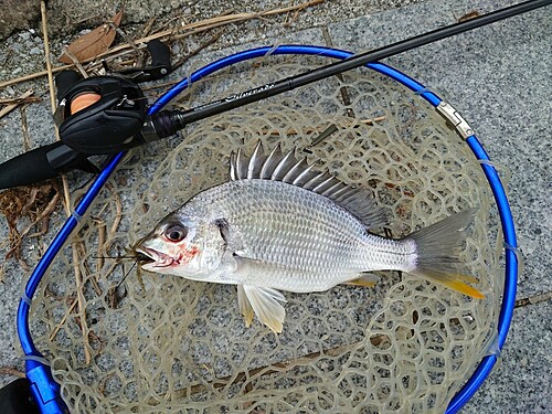 キビレの釣果