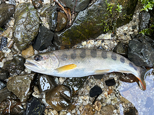 アマゴの釣果