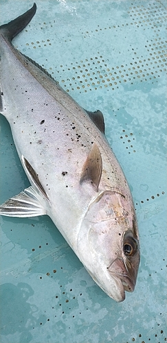 カンパチの釣果