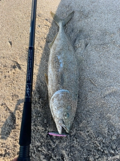 イナダの釣果