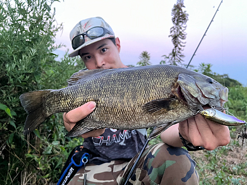 スモールマウスバスの釣果