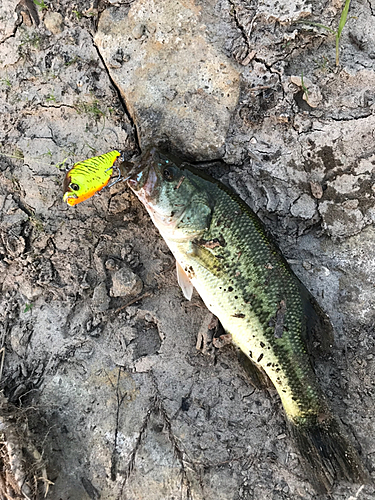 ラージマウスバスの釣果