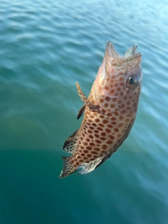 オオモンハタの釣果