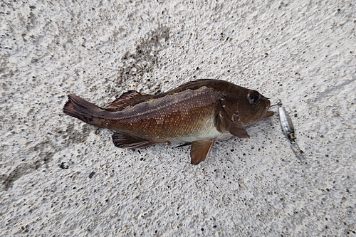 エゾメバルの釣果