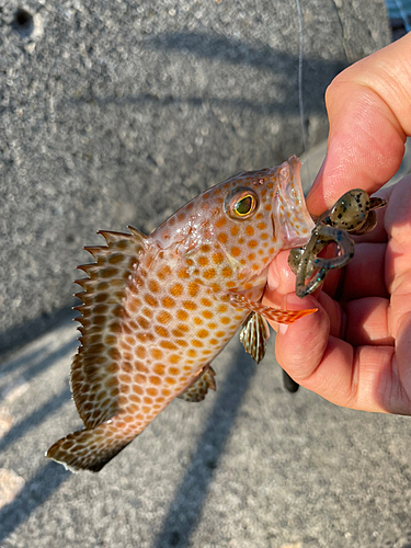 オオモンハタの釣果