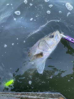 シーバスの釣果