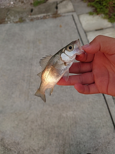 セイゴ（マルスズキ）の釣果