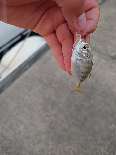 メッキの釣果