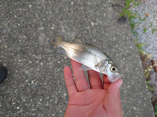 セイゴ（マルスズキ）の釣果