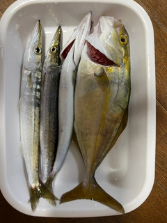 カマスの釣果