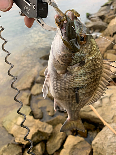 チヌの釣果