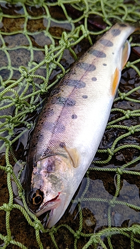 ヤマメの釣果