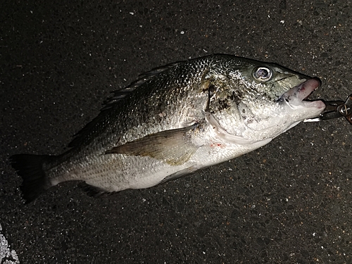 チヌの釣果