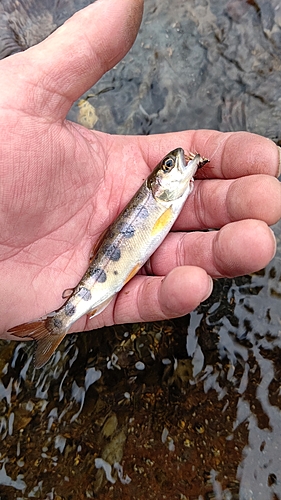 ヤマメの釣果