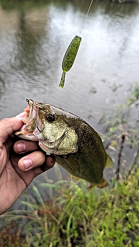 ラージマウスバスの釣果