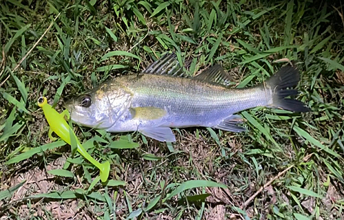 スズキの釣果