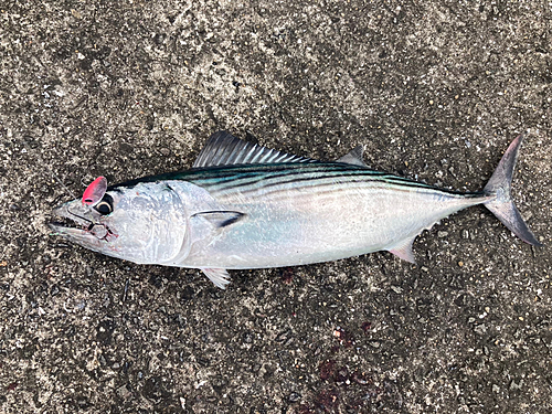 ハガツオの釣果