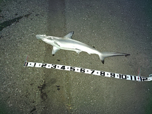 ハンマーヘッドシャークの釣果