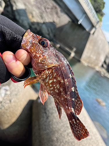 ガシラの釣果