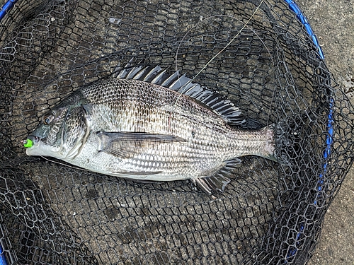 クロダイの釣果