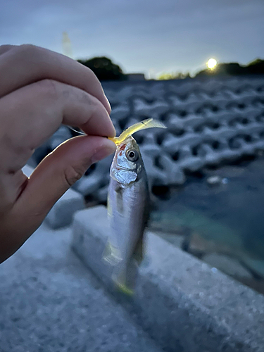 釣果