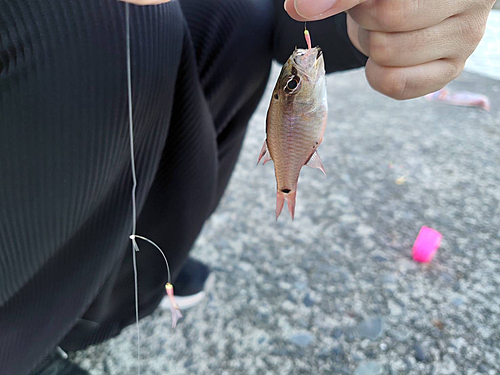 ネンブツダイの釣果