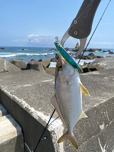 カンパチの釣果