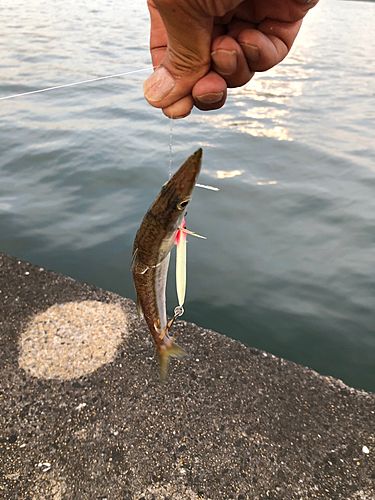 アカカマスの釣果