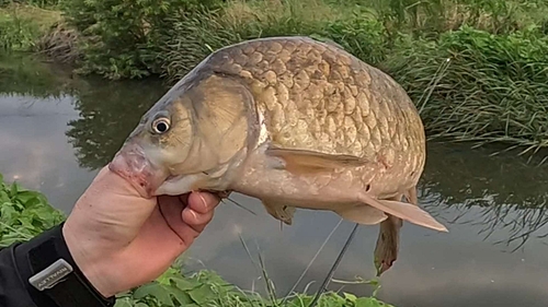 フナの釣果