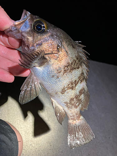 メバルの釣果