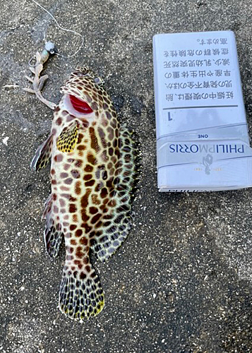 オニカマスの釣果