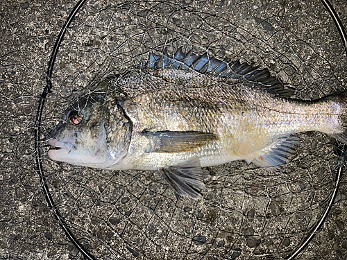 チヌの釣果