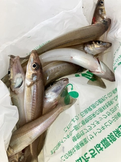 シロギスの釣果